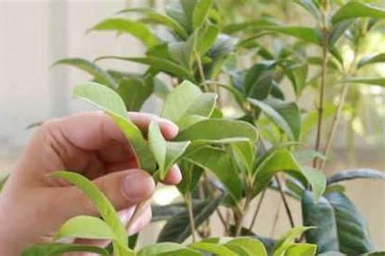 桂花用什么肥料最好最旺养好
