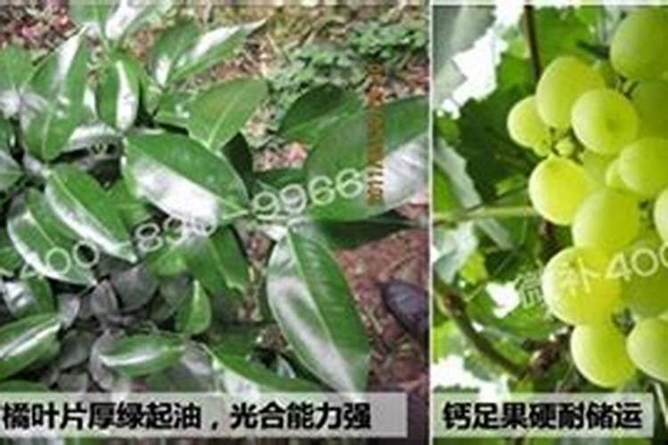硝酸钙,硫酸钾复合肥,硼,一起溶解水中施肥,对花卉会不会产生药害？