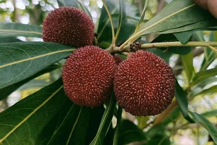 种植作物过度施肥、频繁施肥,都会有哪些危害？