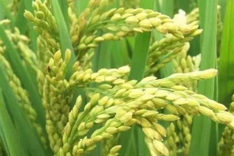 水稻叶面肥哪种好 如何正确喷施