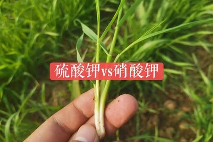 硝酸钾是不是氮肥