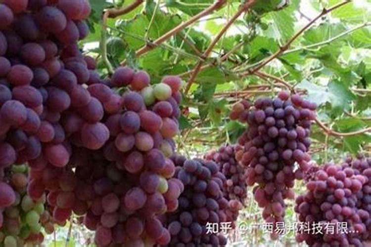 葡萄什么时候喷施叶面肥,喷什么肥,方法是什么