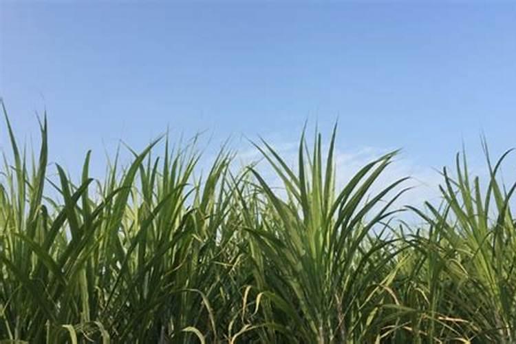 甘蔗施什么肥料长的粗大