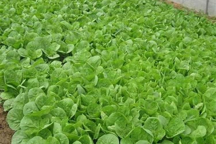 大白菜怎样施肥？