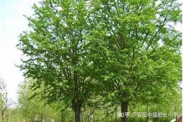银杏的施肥方法