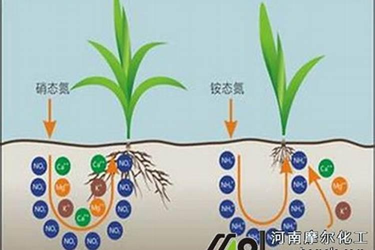 硝态氮肥的特点