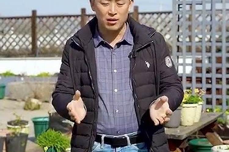 月季树桩肥水烧着了怎么办？