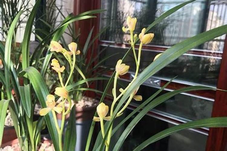 兰花可以用磷酸二氢钾肥吗 兰花能用磷酸二氢钾肥吗