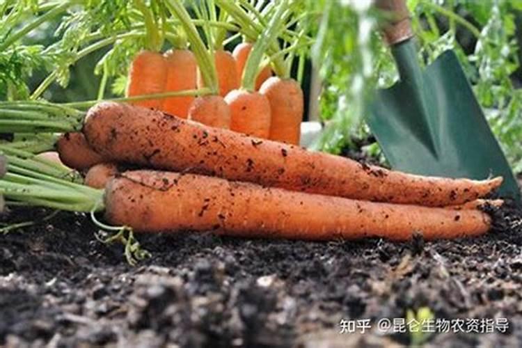 胡萝卜的种植方法,后期该如何管理水肥？