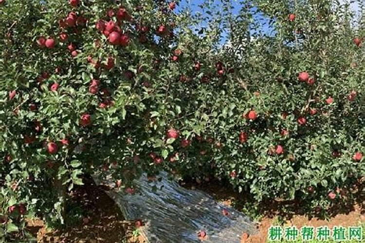 冬天春兰如何施肥