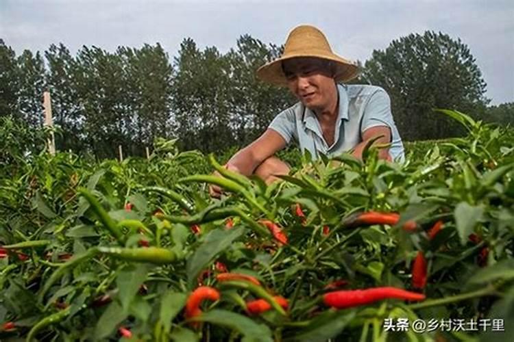 辣椒施什么肥好