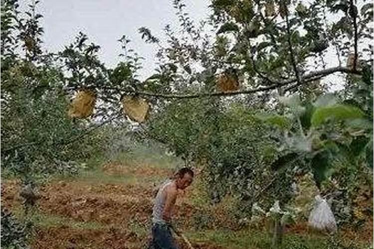 怎样用土壤分析法确定施肥量？