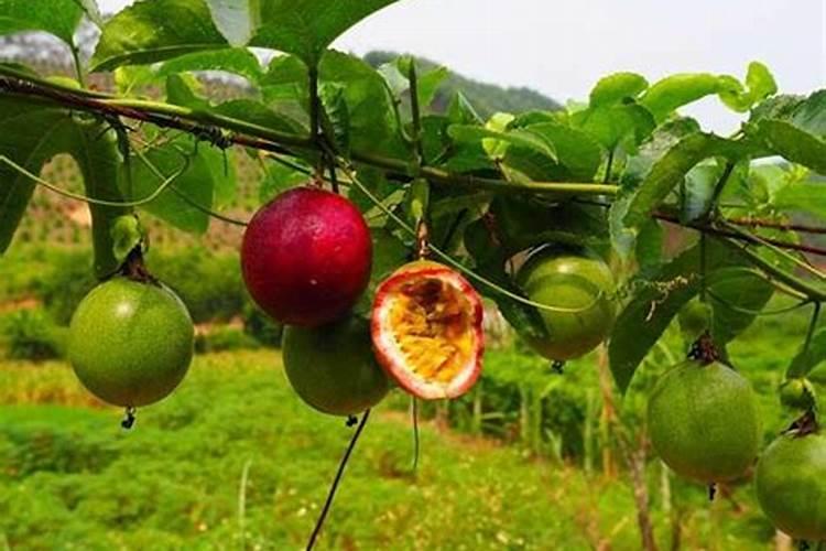 百香果施什么肥料最好