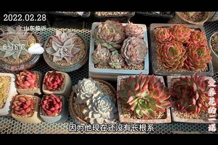 春季新手如何给多肉的肉浇水浇水多少合适？