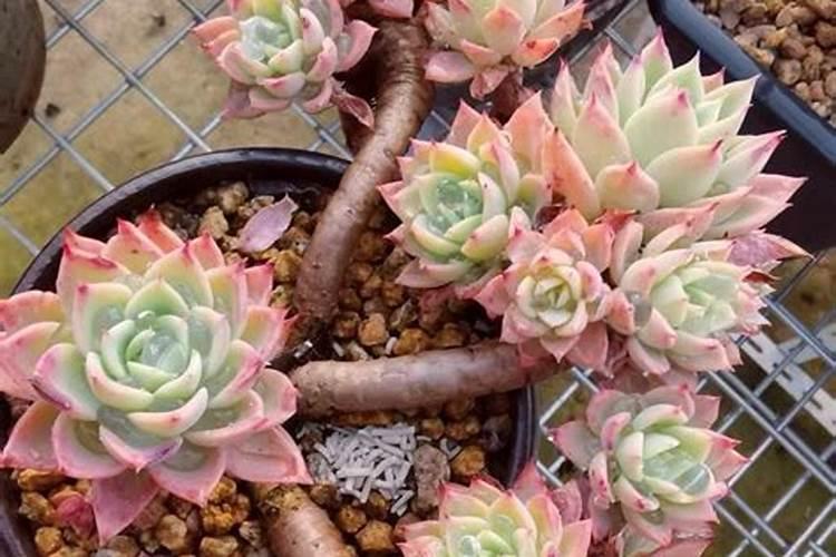 春季新手如何给多肉的肉浇水浇水多少合适？