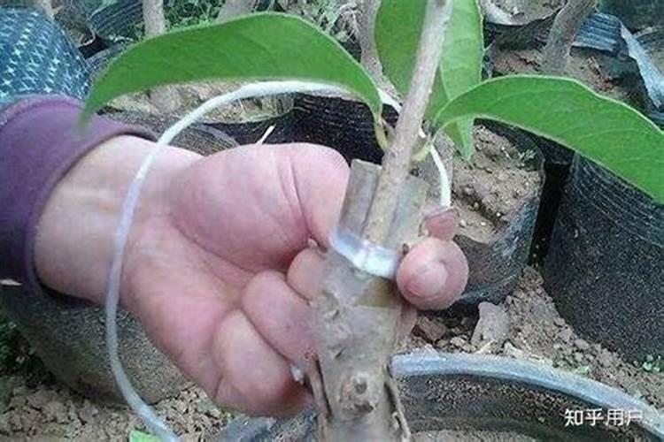 磷酸二氢钾能给桂花叶面施肥吗？有哪位花友知能说一下好吗？谢谢了