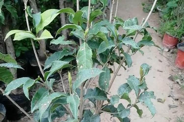 磷酸二氢钾能给桂花叶面施肥吗？有哪位花友知能说一下好吗？谢谢了