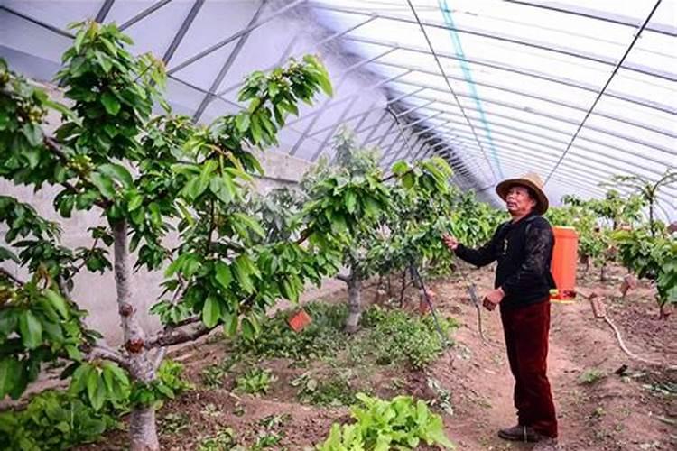 大樱桃花前使用什么肥料