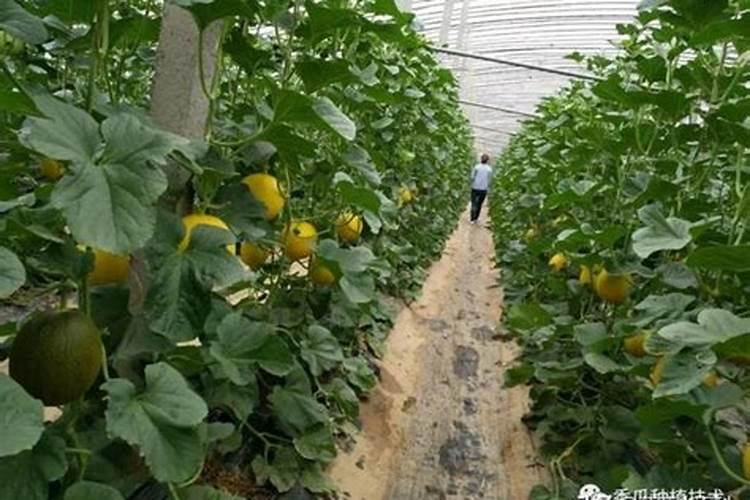 香瓜施什么肥料最好