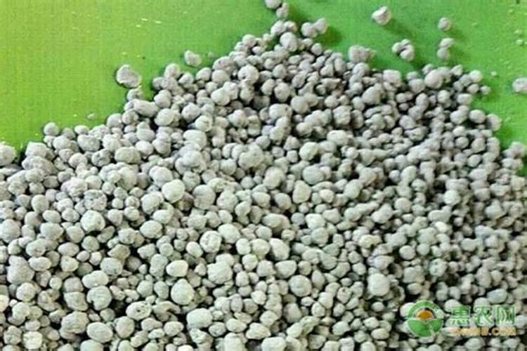 种植四季豆提高产量的施肥技巧有哪些 四季豆应该怎么养殖