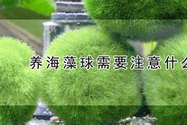 养球藻一定要营养液吗