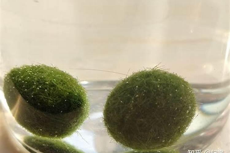 海藻球怎么做？