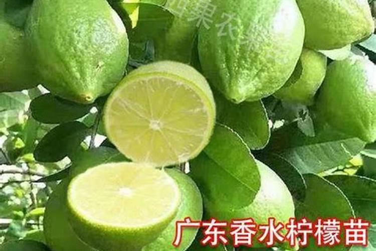 香水柠檬不开花是怎么回事？