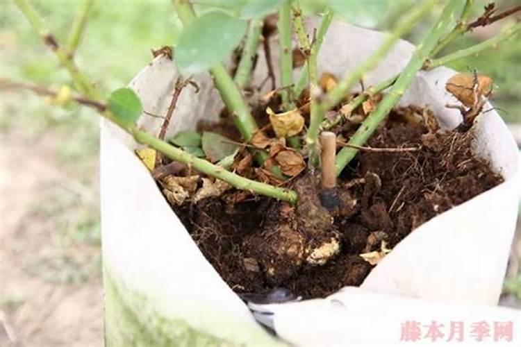 新移植的月季什么时候开始施肥 必须要学习的知识