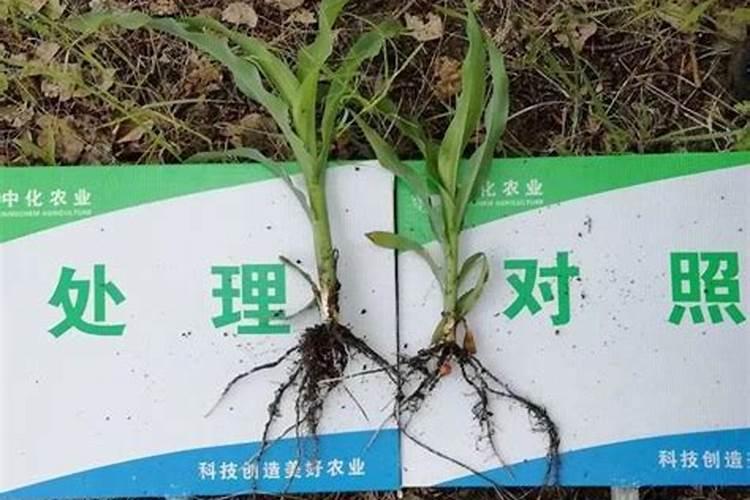 磷肥有生根的作用吗