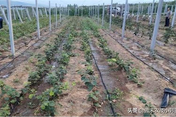 为什么桔子树刚结果就脱落