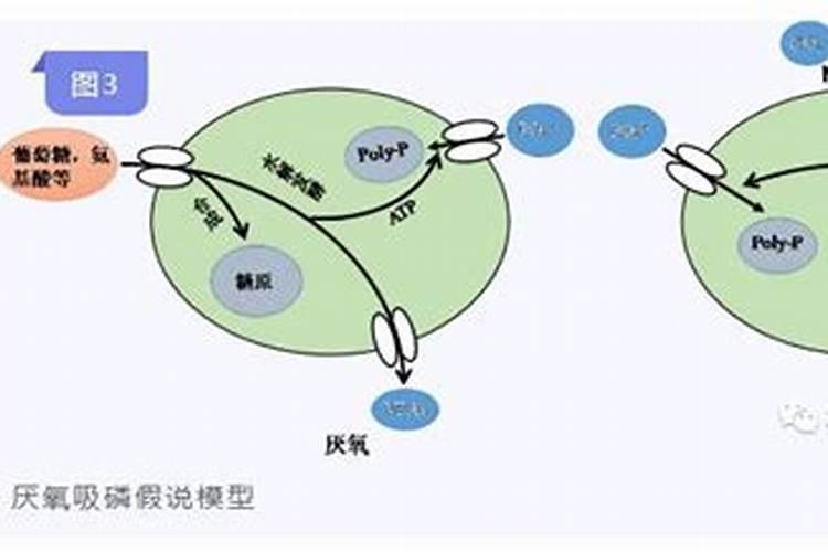 如何自制磷肥