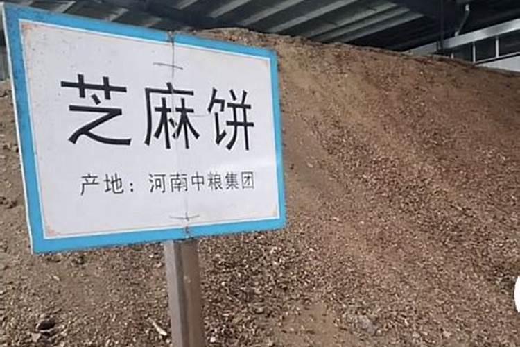 刚挖的野菊花苗,没有叶子快死了能种的活吗？