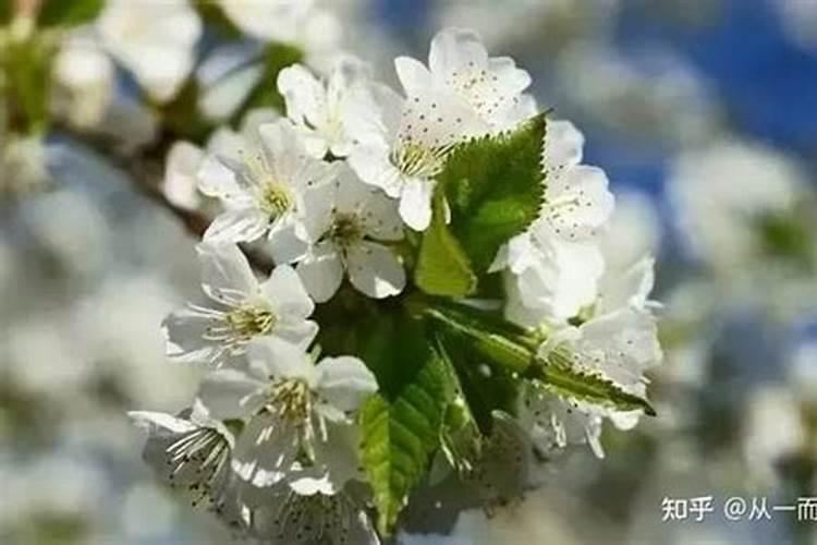 硼肥的正确使用方法