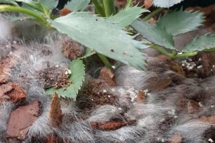 花里用菜籽饼做肥料上面长了霉怎么回事？