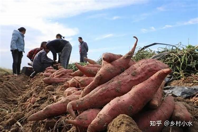 RNA聚合酶的作用是什么？