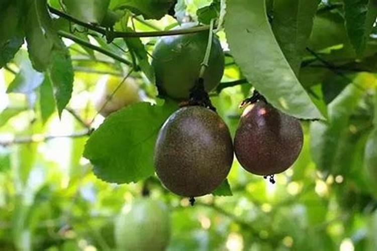 百香果施什么肥料最好