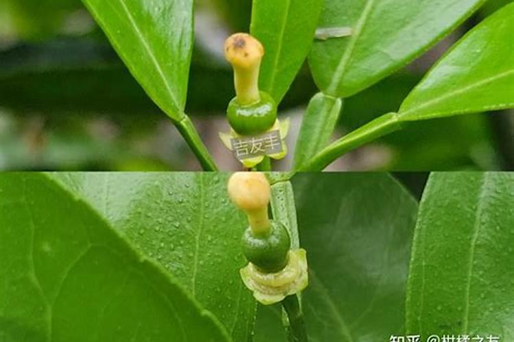 苹果幼果遭受冰雹,怎么处理最好？