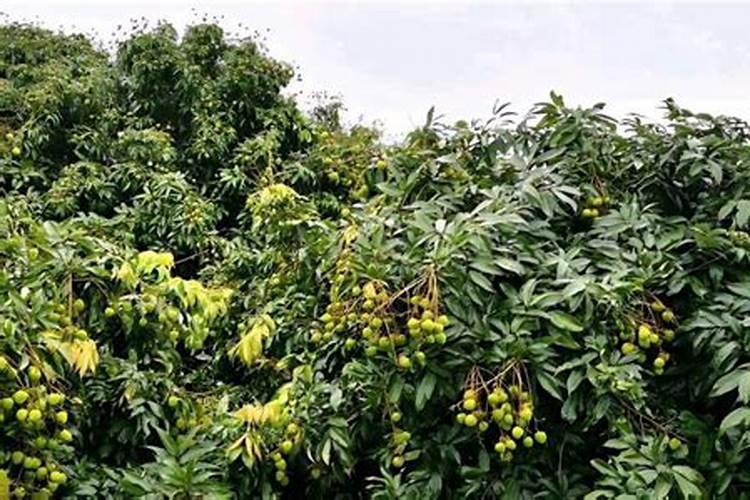 用什么叶面肥可以让荔枝熟得颜色好？