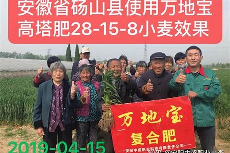 种小麦用什么肥料好