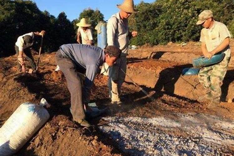 草木灰施肥后多久可施化肥？