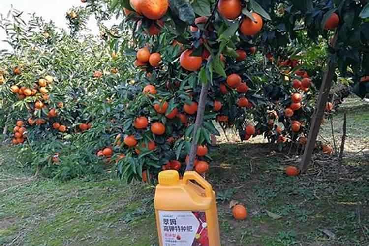 大棚蔬菜喷施叶面肥和根部冲施哪个好？