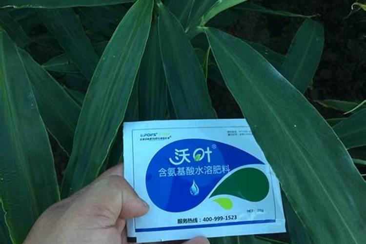 核桃叶面肥哪种最好,这样喷施最管用