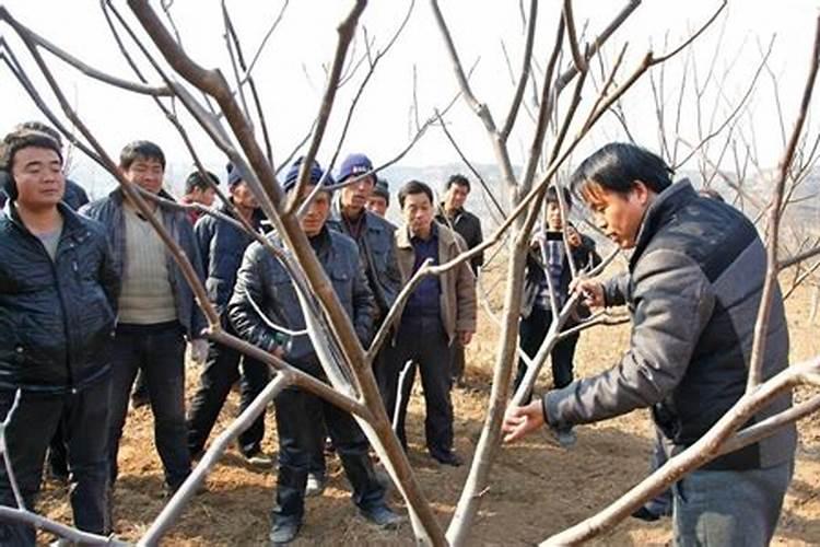 怎样给核桃树叶面喷肥？