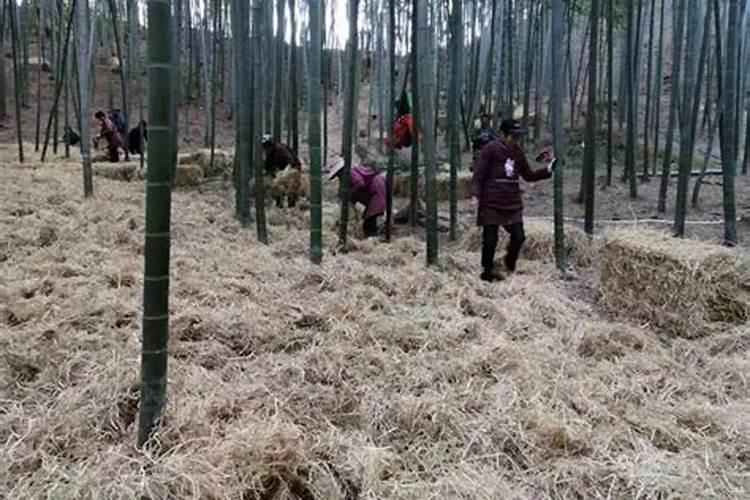 芸苔素内酯做扦插可以用吗？
