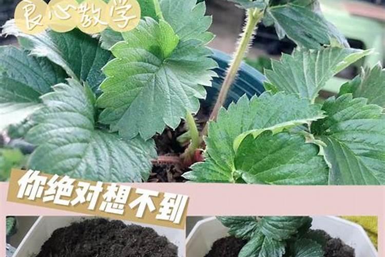 种草莓怎么种植方法 草莓怎么种