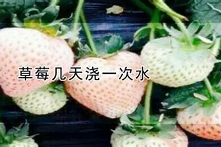 草莓怎么种 种草莓怎么种植方法