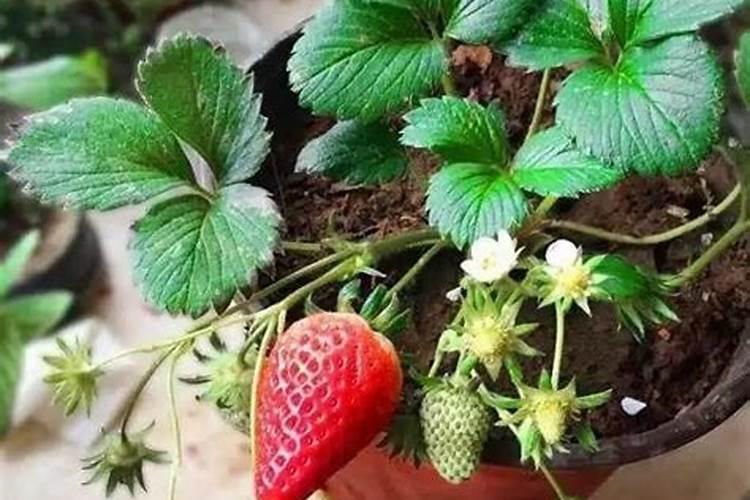 草莓肥料哪些最好