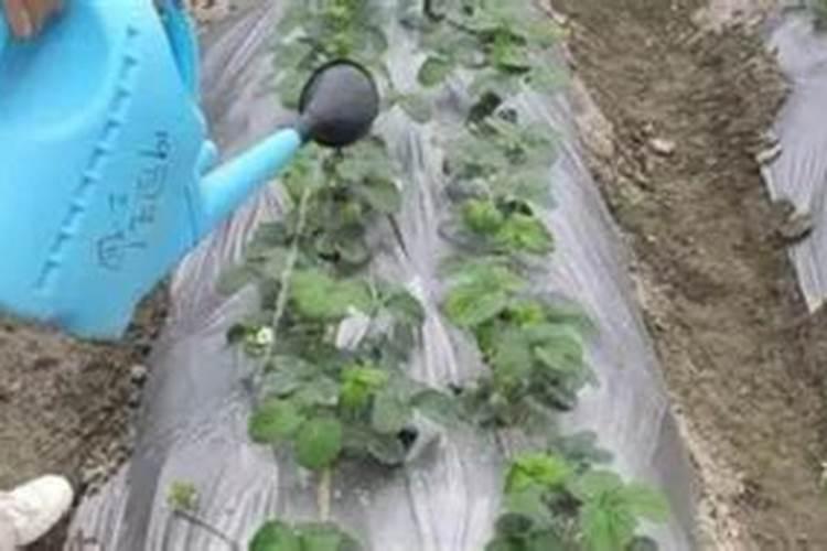 种草莓怎么种植方法 草莓怎么种