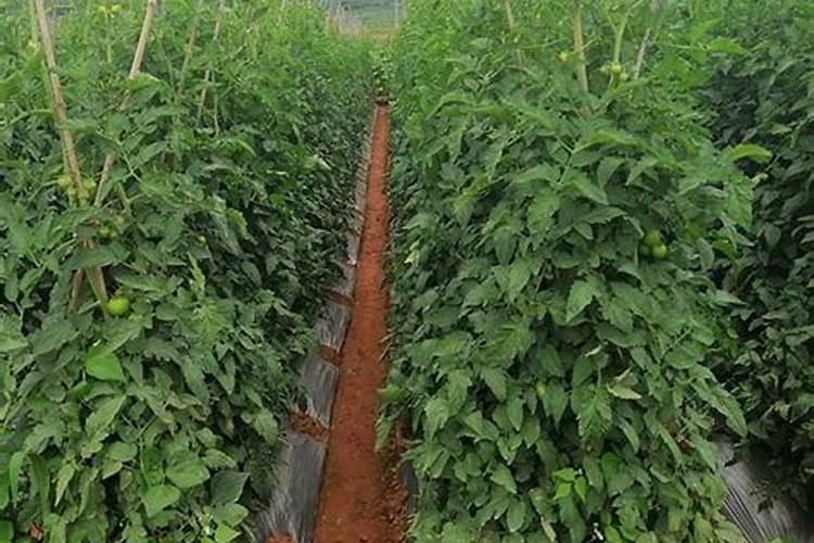 番茄的施肥方法