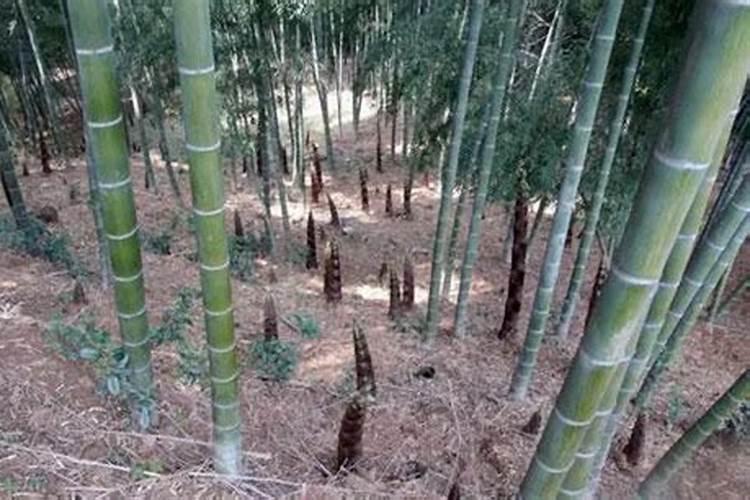 毛冬笋林地管理很重要,毛冬笋林地该怎么管理？